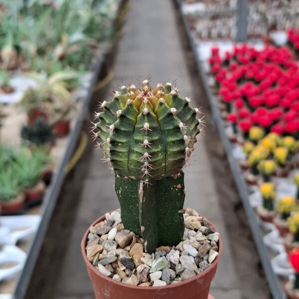 Gymnocalycium mihanovichii cv. T-Rex, gepfr.