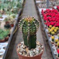 Gymnocalycium mihanovichii cv. T-Rex, gepfr.