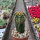 Gymnocalycium mihanovichii cv. T-Rex, gepfr.