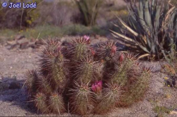 Echinocereus engelmannii v. variegatus (dw)