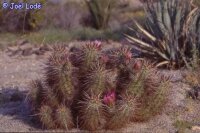Echinocereus engelmannii v. variegatus (dw)