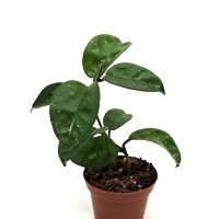Hoya sp. Circus p