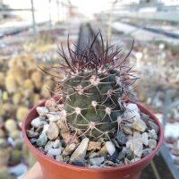 Pyrrhocactus megliolii gepfr. ASK 1436