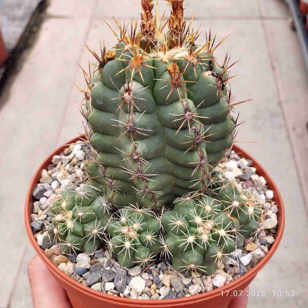Thelocactus leucanthus