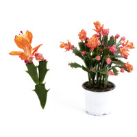 Schlumbergera-Hybr. Thor Wild orange