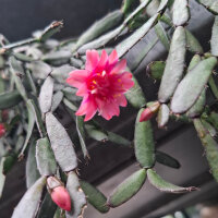 Hatiora cv. Flore Pleno