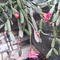 Hatiora cv. Flore Pleno