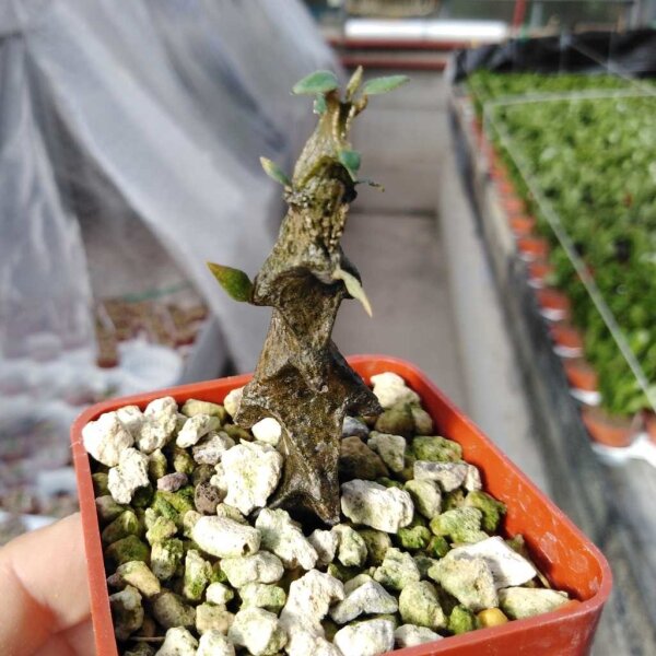 Ceropegia gikyi