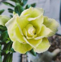 Adenium obesum-Hybr.  Wasabi87