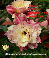 Adenium obesum-Hybr. Mat Biec36