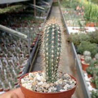 Pilosocereus odilensis n.n. Tuff