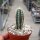 Pilosocereus odilensis n.n. Tuff