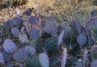 Opuntia aff. macrocentra - Südl. Payson, AZ, USA (dw)