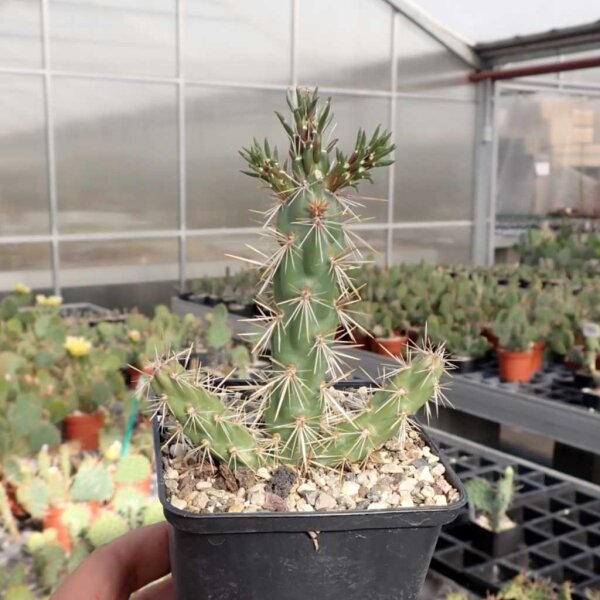 Cylindropuntia imbricata - Las Vegas, NM, 1800m (dw)