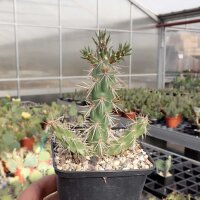 Cylindropuntia imbricata - Las Vegas, NM, 1800m (dw)