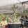 Cylindropuntia imbricata - Las Vegas, NM, 1800m (dw)