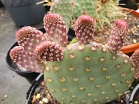 Opuntia basilaris v. aurea - Pipe Springs, AZ, 1500m (dw)