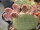 Opuntia basilaris v. aurea - Pipe Springs, AZ, 1500m (dw)