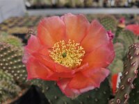 Opuntia basilaris v. aurea cv. BG Denver (dw)