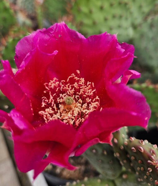 Opuntia basilaris v. aurea cv. Garnet Glow (dw)