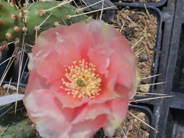 Opuntia basilaris v. aurea - Loa Pass, Utah, 2350m (dw)