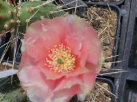 Opuntia basilaris v. aurea - Loa Pass, Utah, 2350m (dw)