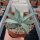 Agave parryi v. couesii (dw)