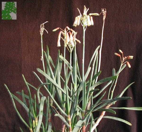 Aloe albiflora