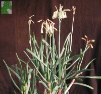 Aloe albiflora