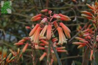 Aloe albiflora