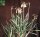 Aloe albiflora