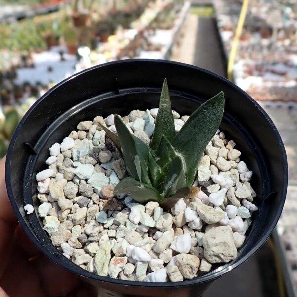 Ariocarpus trigonus v. minor, Jaumave, CITES