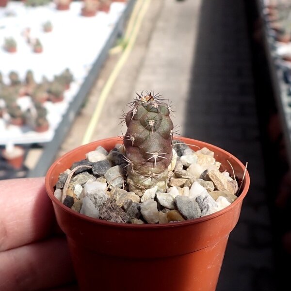 Weingartia fidaiana ssp. amerhauseri VOS 997