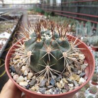 Weingartia pygmaea KAS 699a