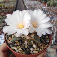 Ariocarpus retusus f. intermedius