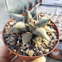 Ariocarpus retusus f. intermedius