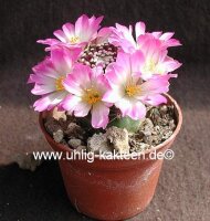 Mammillaria luethyi, Sierra Paila, gepfr.