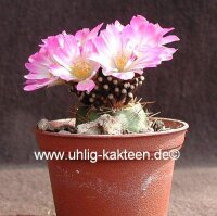Mammillaria luethyi, Sierra Paila, gepfr.