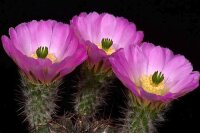 Echinocereus pamanesiorum ssp. bonatzii MAO 024