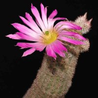 Echinocereus scopulorum MAO 243