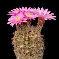 Echinocereus adustus MAO 017