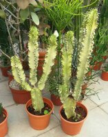 Euphorbia ingens marmorata - 50 cm Höhe