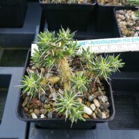 Maihuenia poeppigii (dw) - Diam. 2-4 cm - H. 2-5 cm