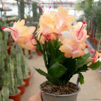 Schlumbergera-Hybr. Thor Sophia - Höhe: 5-10 cm