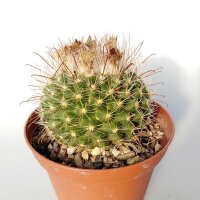Parodia sanguiniflora Blüte rot  - Diam. 6 cm