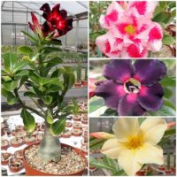 Angebot des Monats - Adenium gepfropft größere...