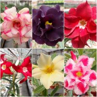 Angebot des Monats - Adenium gepfropft größere...