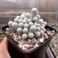 Escobaria sneedii ssp. leei SB 397  CITES, not outside EU...