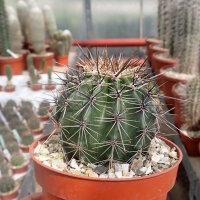 Carnegiea gigantea Saguaro - Diam. 7-8 cm
