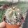 Acanthocalycium glaucum P 394